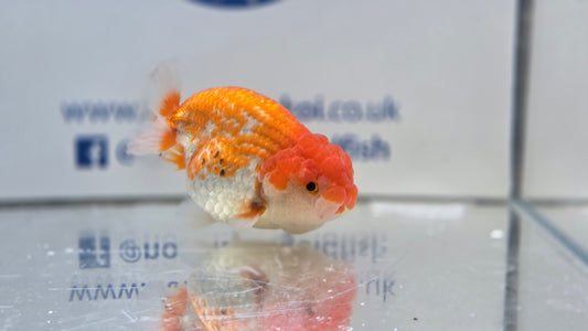 Ranchu J26027