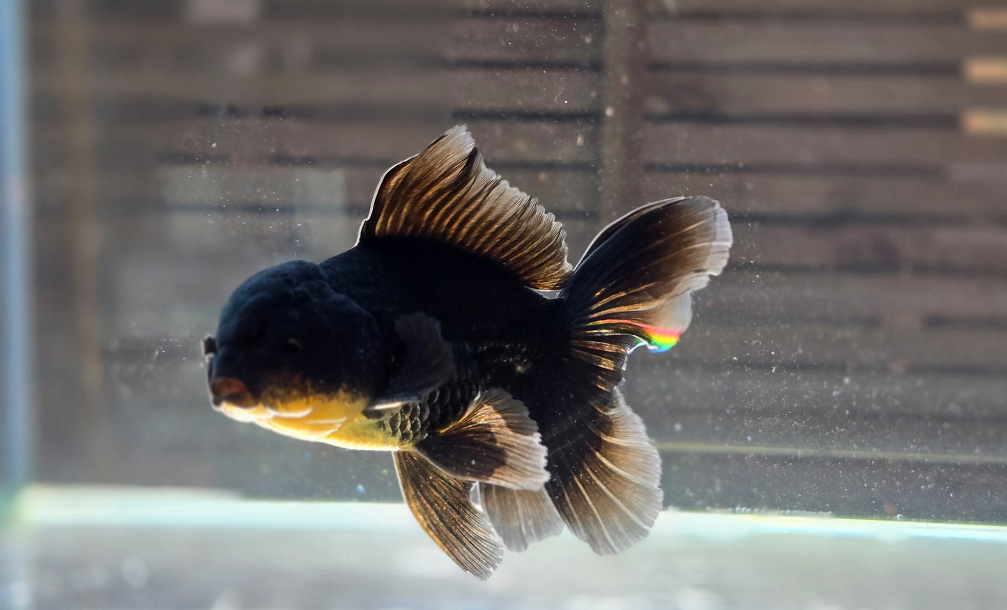 Black Oranda May015