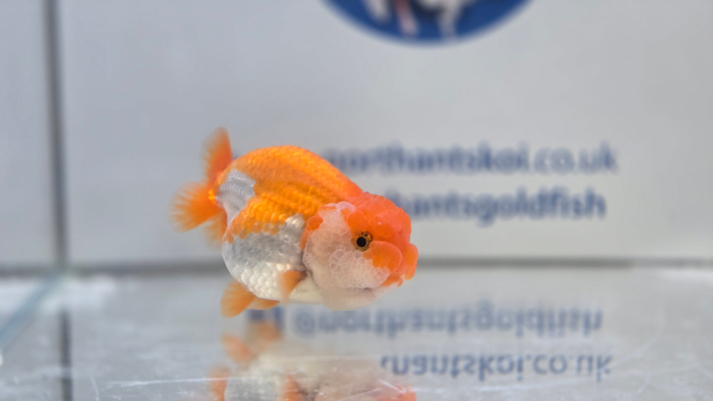 Ranchu J26016