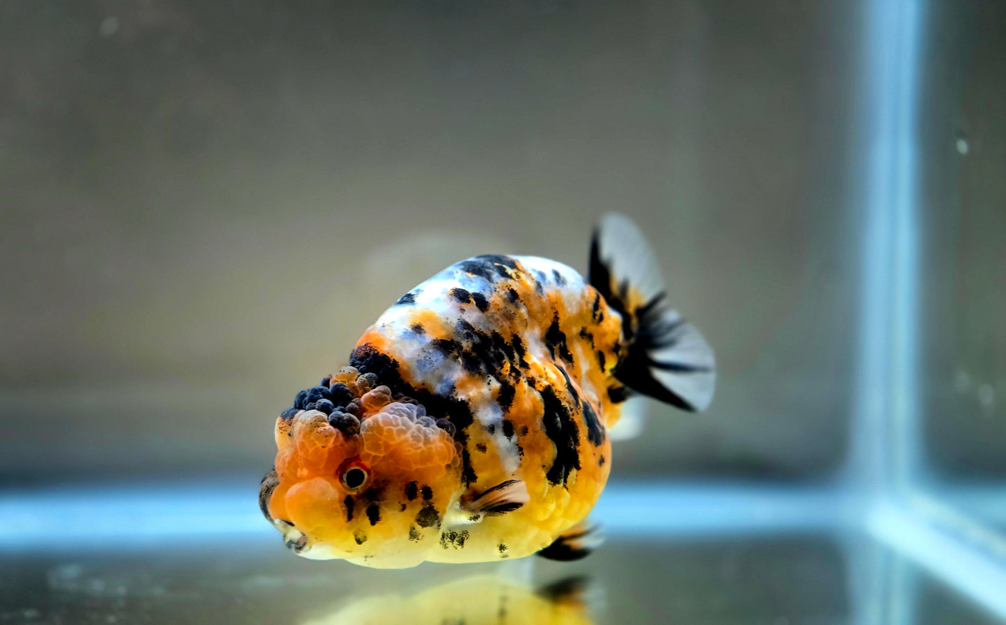 HQ Ranchu July2660 T2