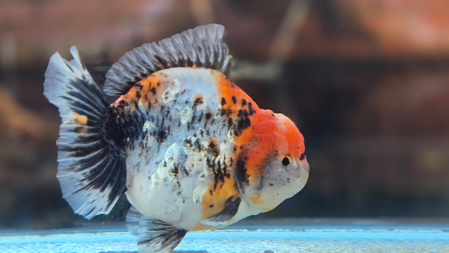 Jumbo Oranda Dec006