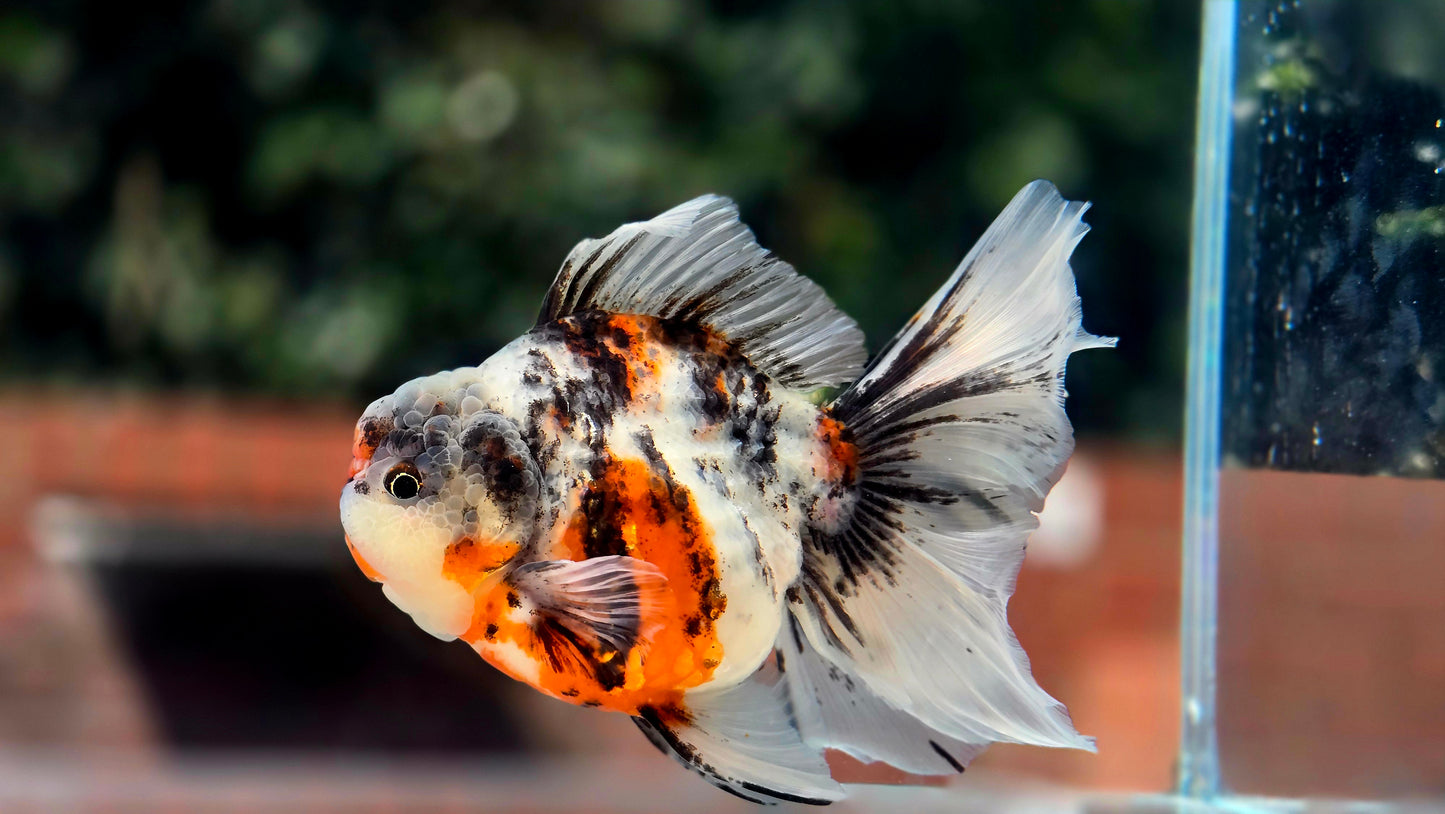 VHQ Jumbo Calico Oranda July2620 T3