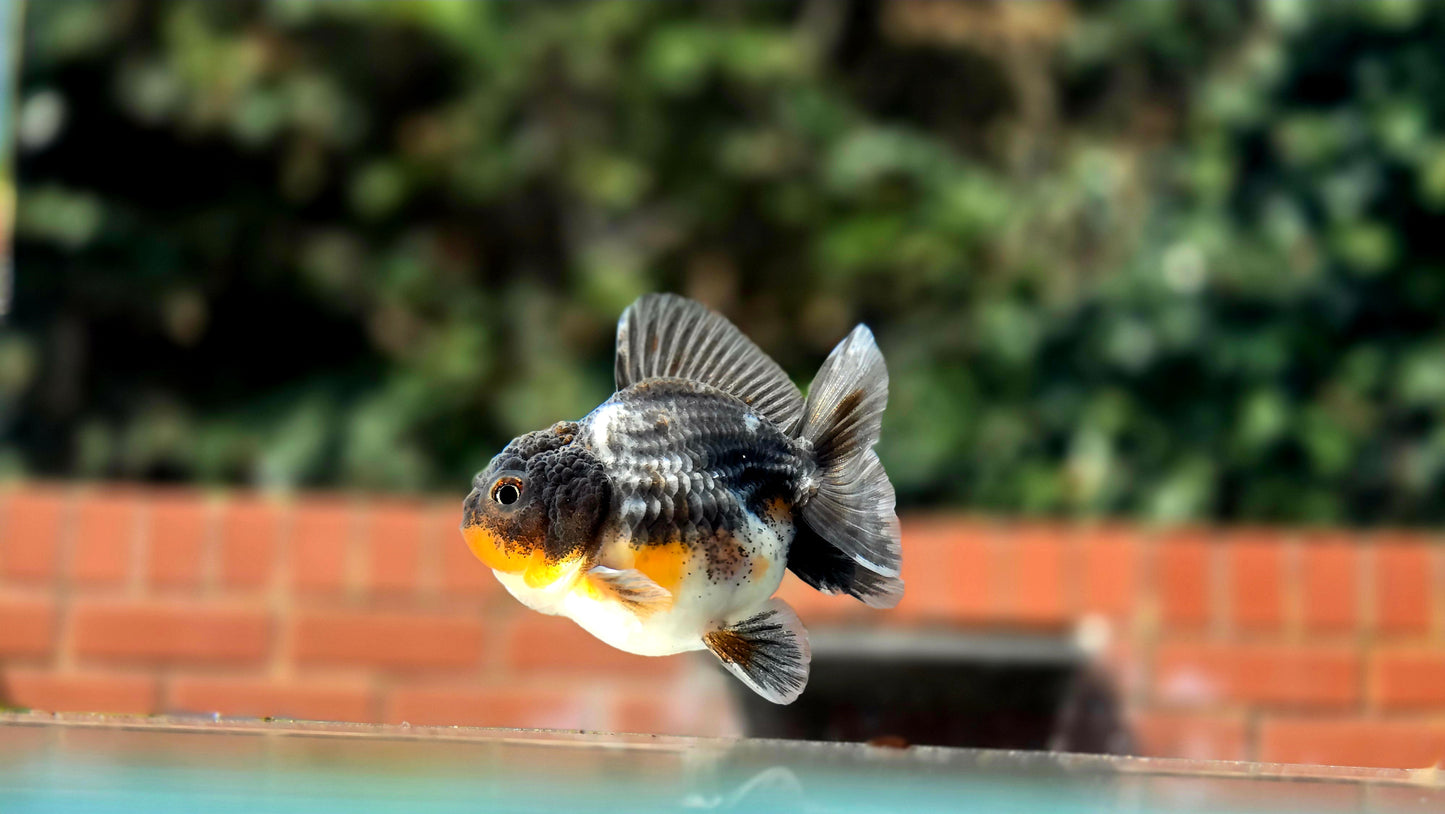 HQ Shogun Oranda July2670 C3