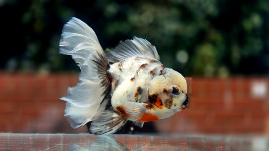 VHQ Jumbo Calico Oranda July2619 T3