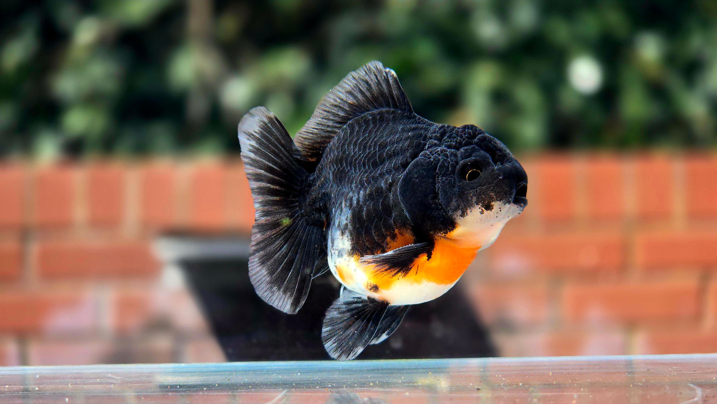 HQ Shogun Oranda July2649 C2