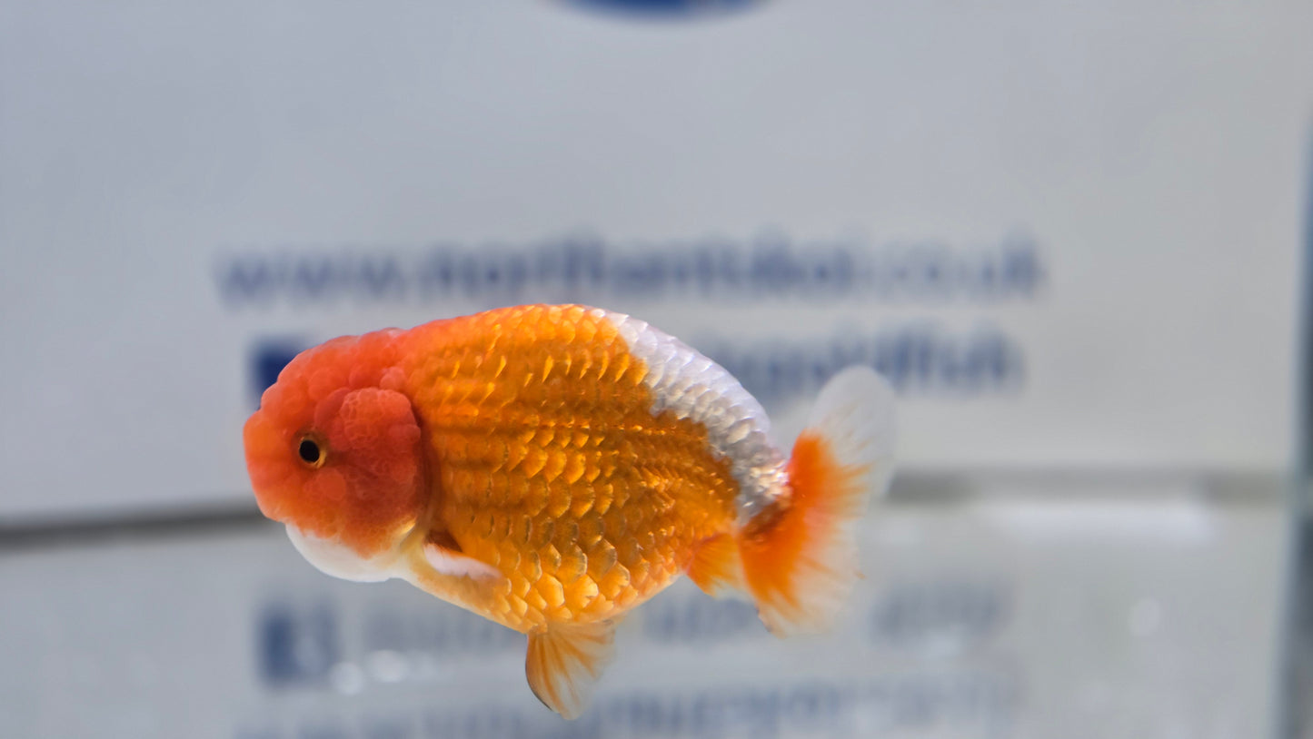 Ranchu J26029