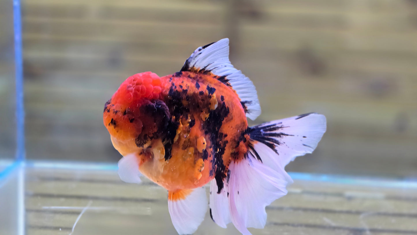 Jumbo Oranda J26018