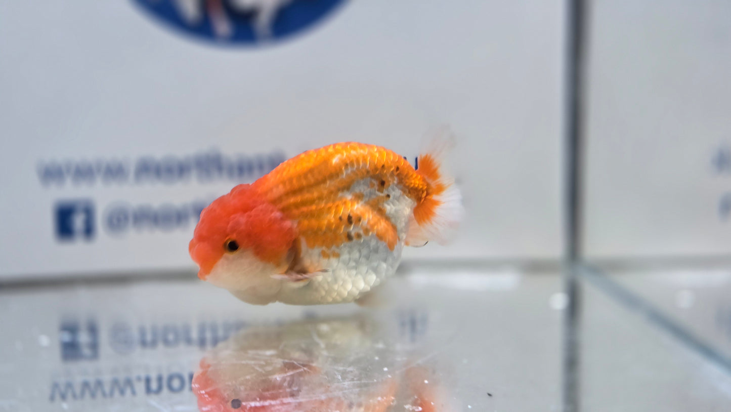 Ranchu J26027