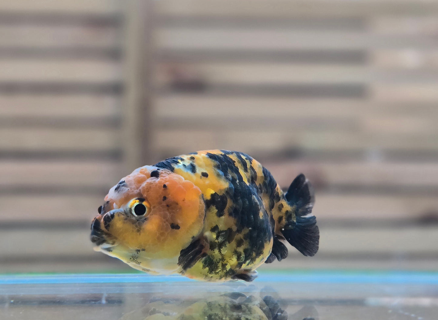 Calico Ranchu May003