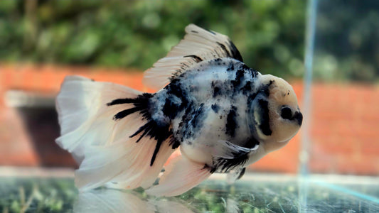 VHQ Jumbo Calico Oranda July2634 C1