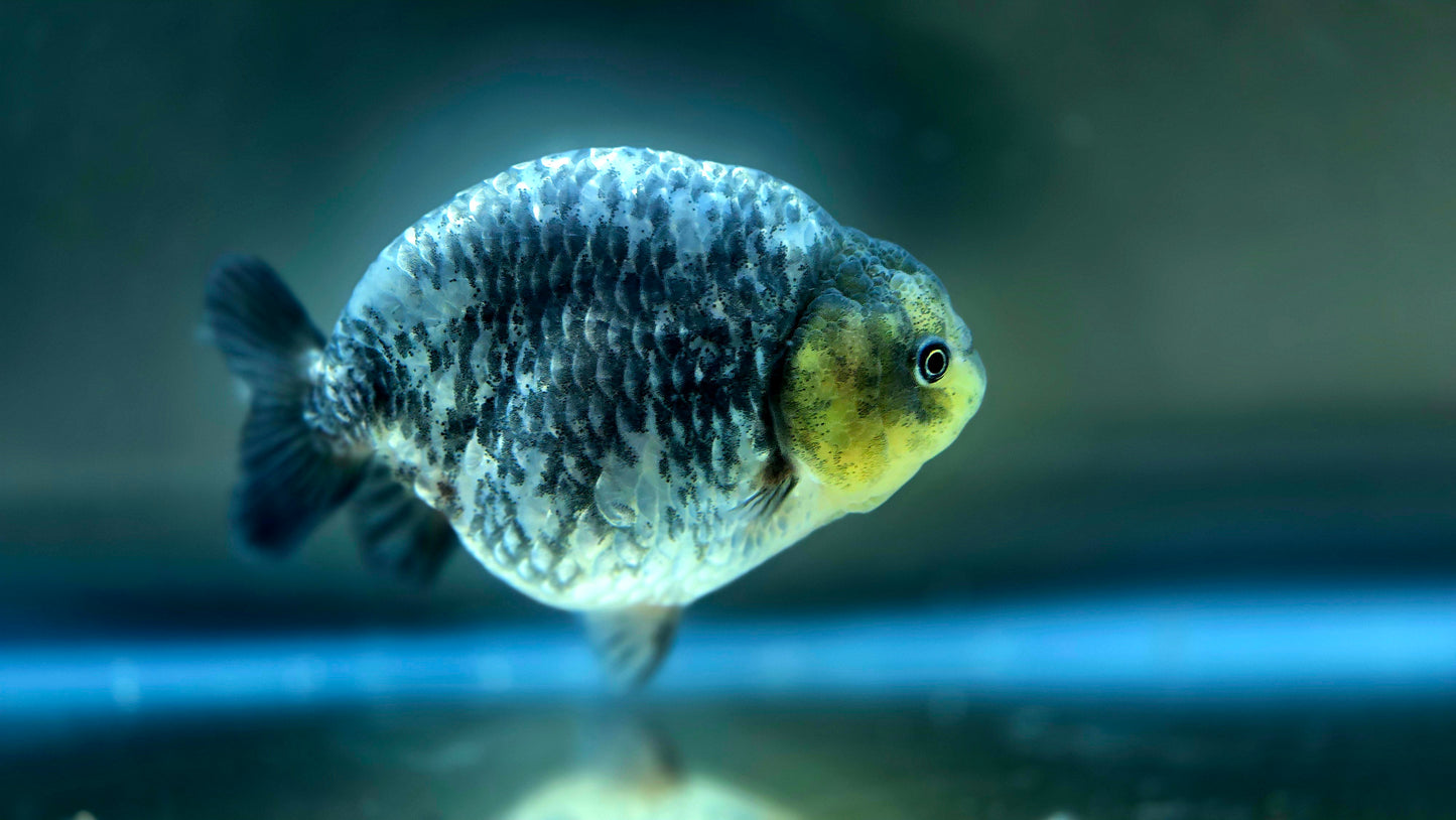 HQ Ranchu July2628 T1