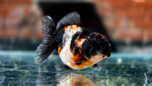 HQ Shogun Oranda July2651 C2