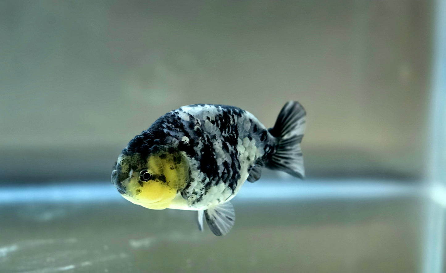 HQ Ranchu July2657 T2