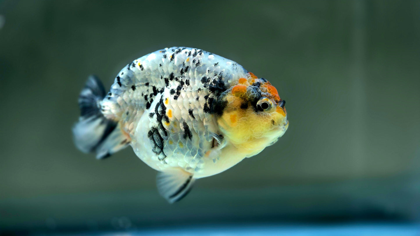 HQ Ranchu July2622 T1