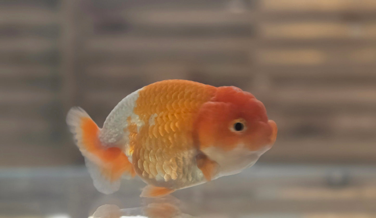 Ranchu A003