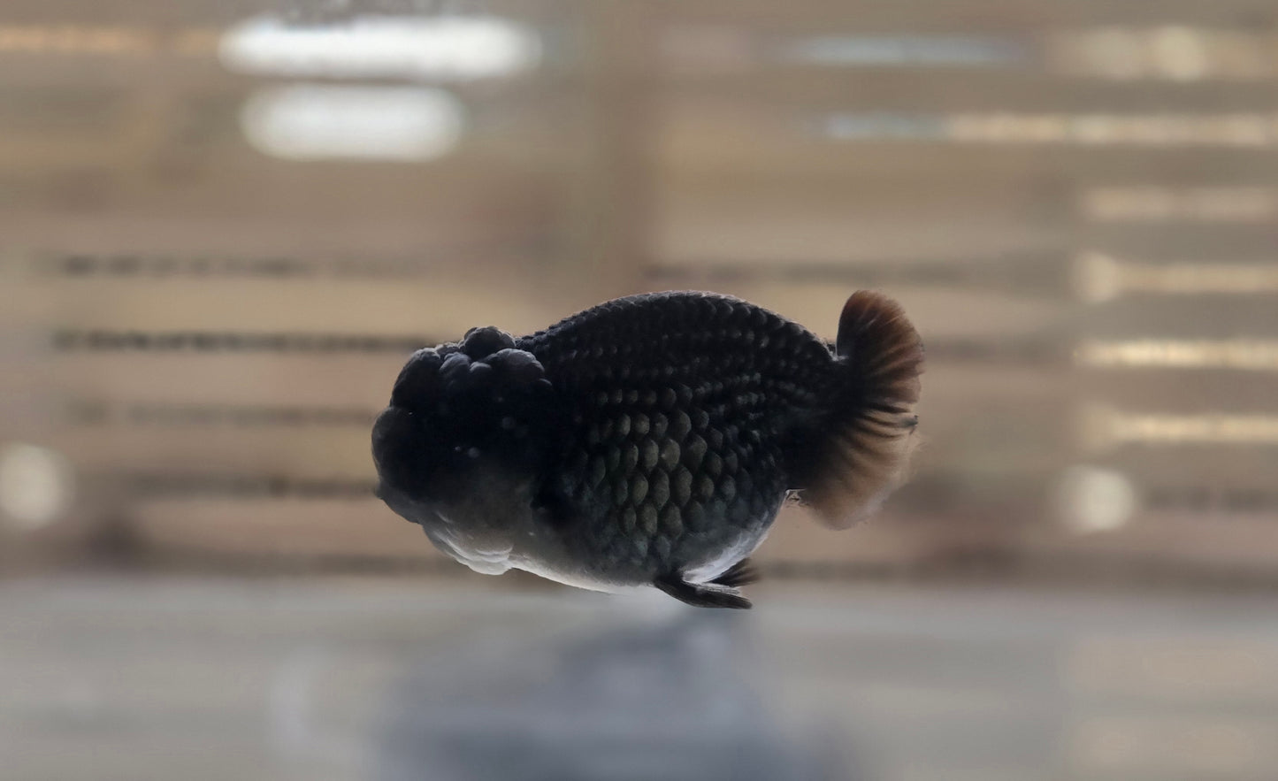 Ranchu J26050