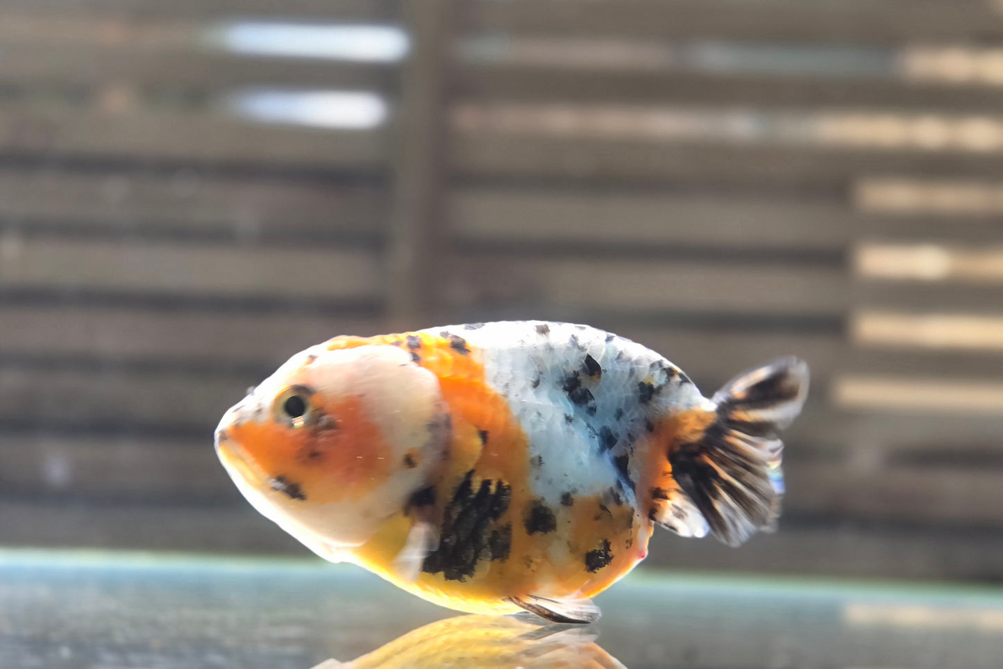 Calico Ranchu May002