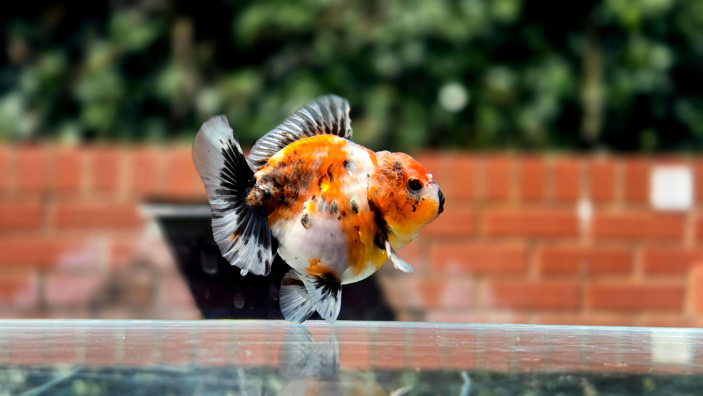 HQ Shogun Oranda July2647 C2