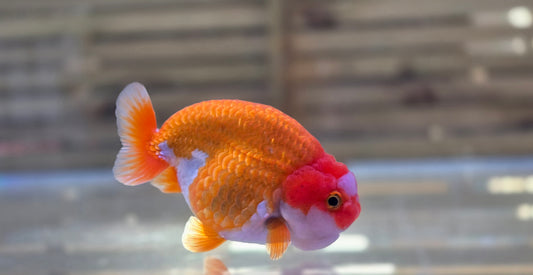 Ranchu J26004