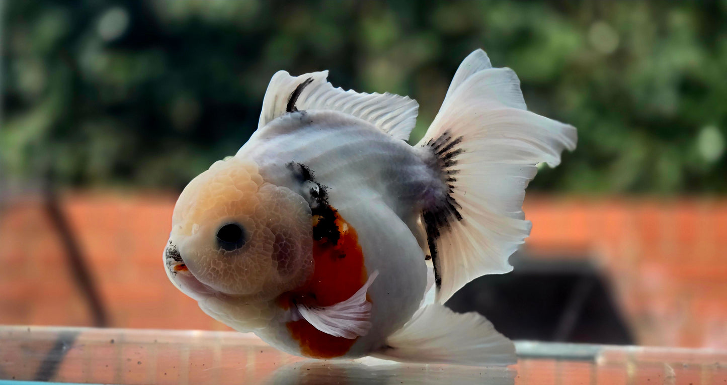 VHQ Jumbo Calico Oranda July2633 C4