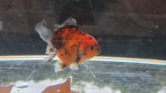 Shogun Short Tail Oranda Sep010 T2