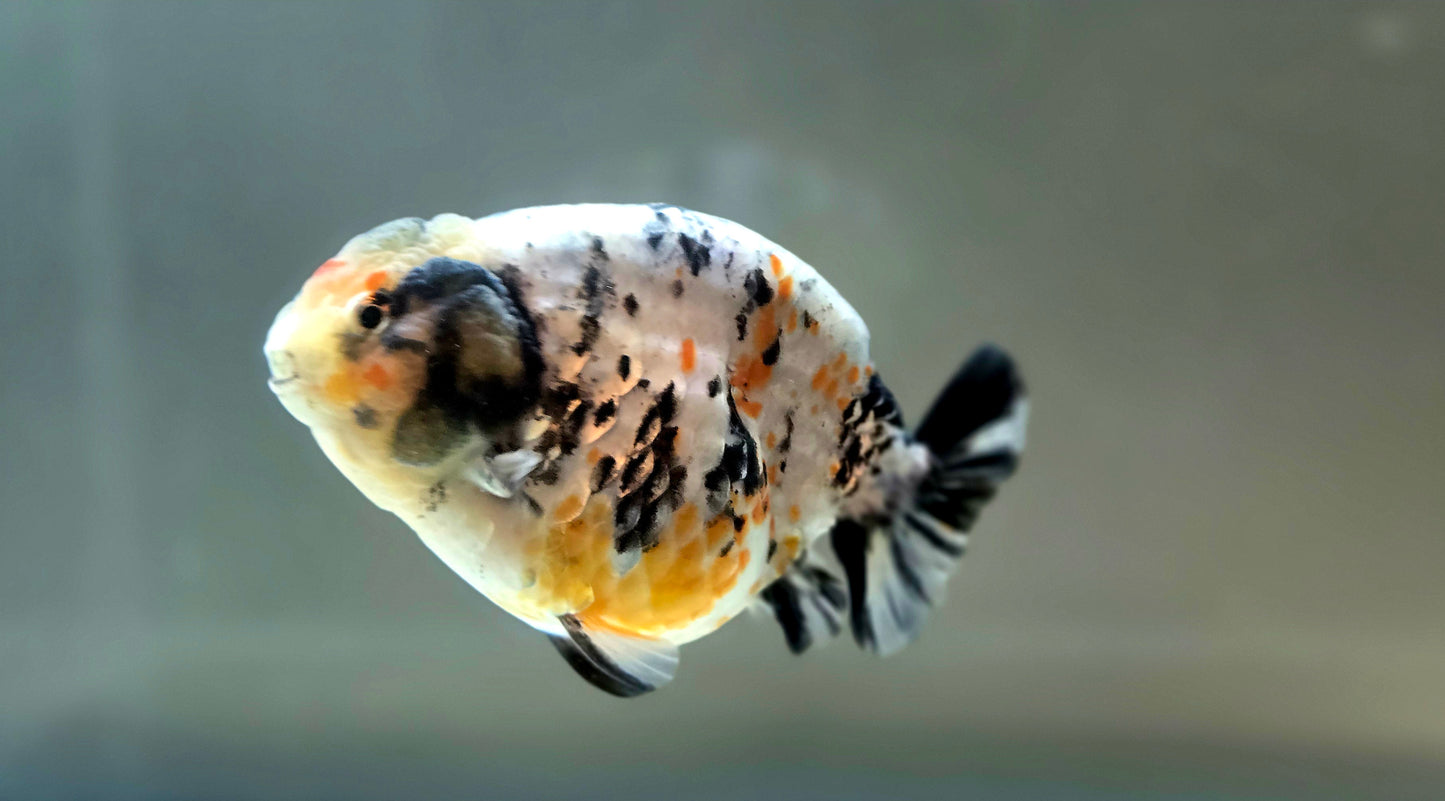 HQ Ranchu July2656 T2