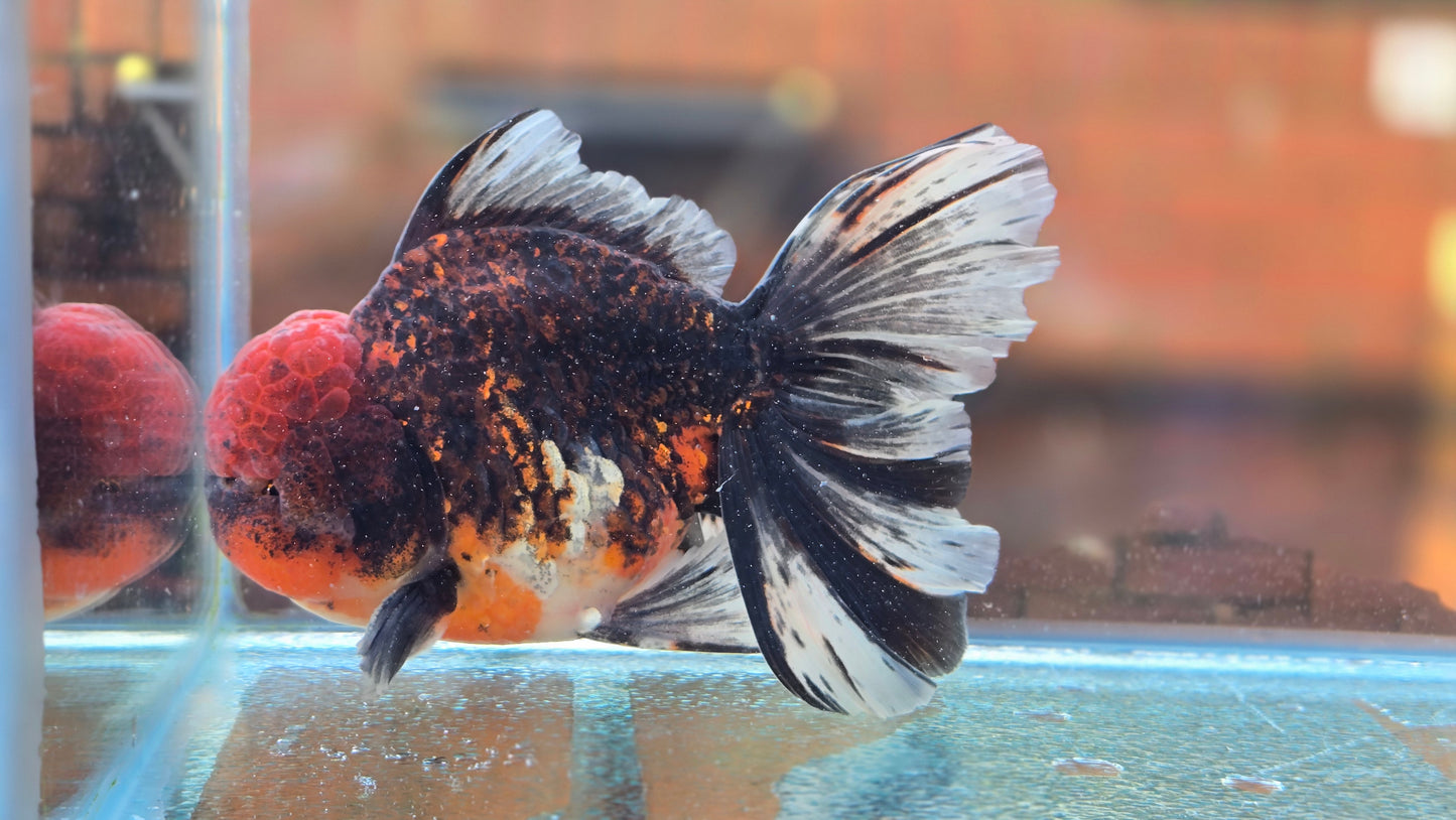 Jumbo Oranda Dec003