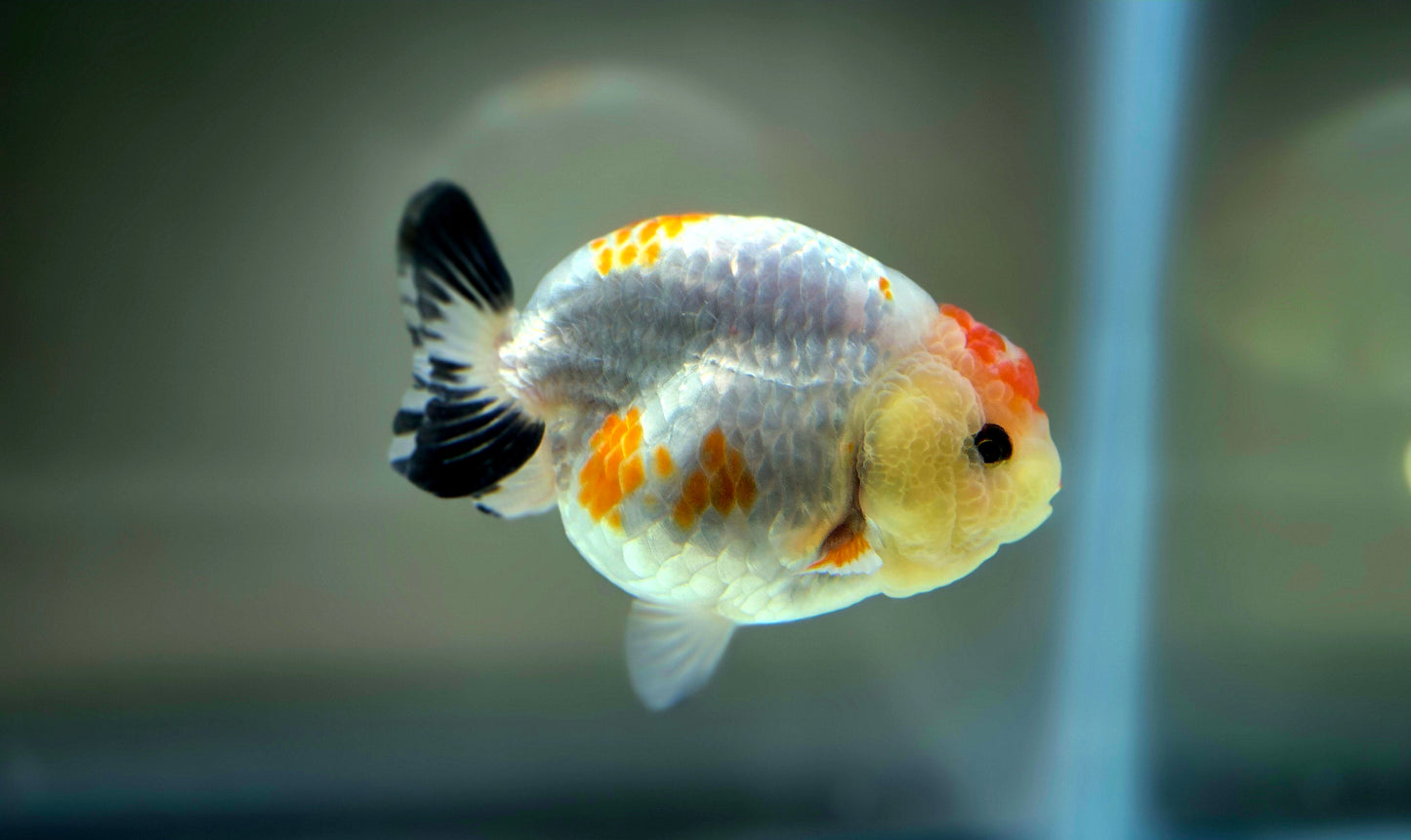 HQ Ranchu July2635 T1