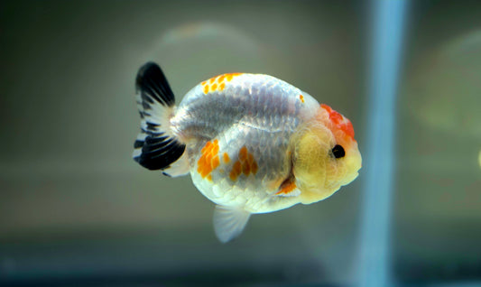 HQ Ranchu July2639 T1