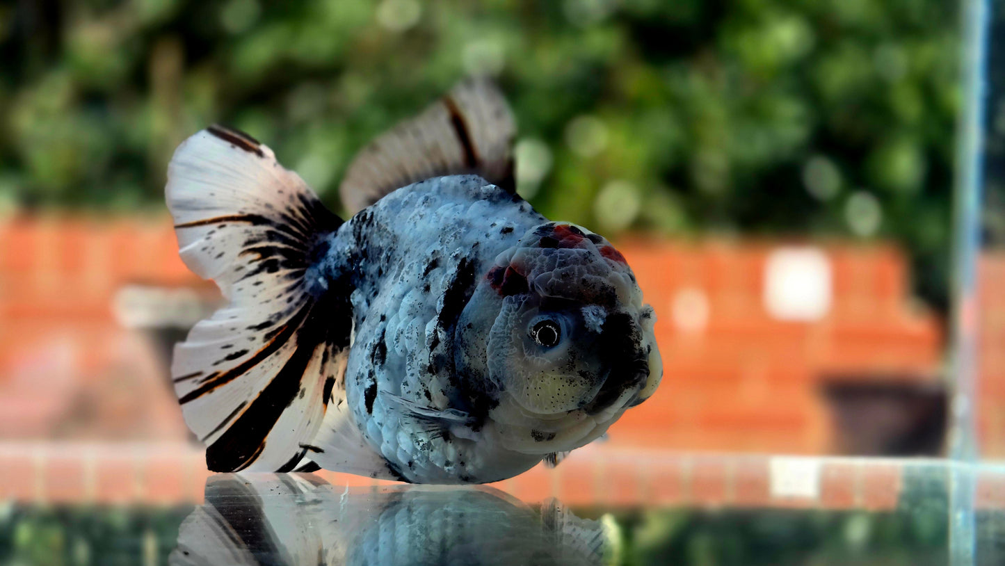 VHQ Jumbo Calico Oranda July2613 T6