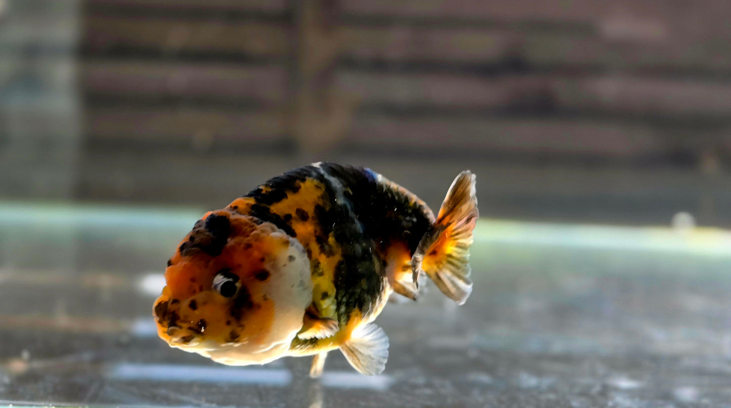 Calico Ranchu May010