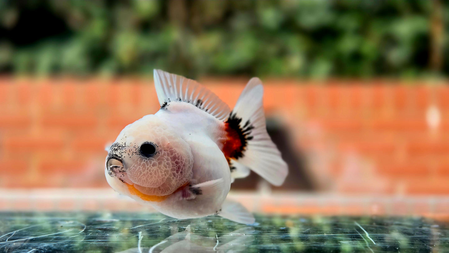 HQ Shogun Oranda July2666 C3