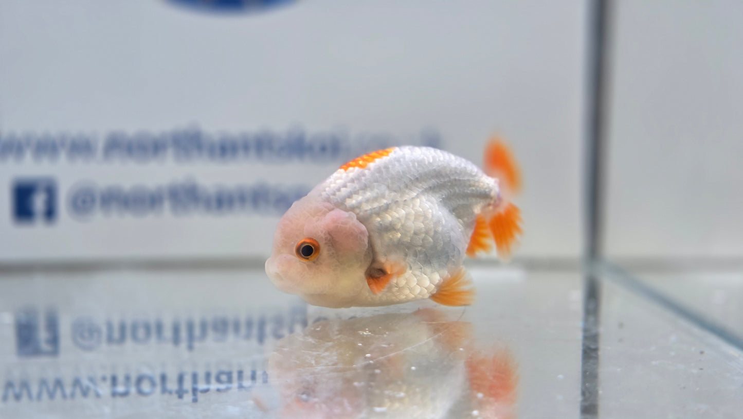 Ranchu J26030