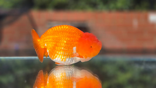 Buffalo Ranchu June36