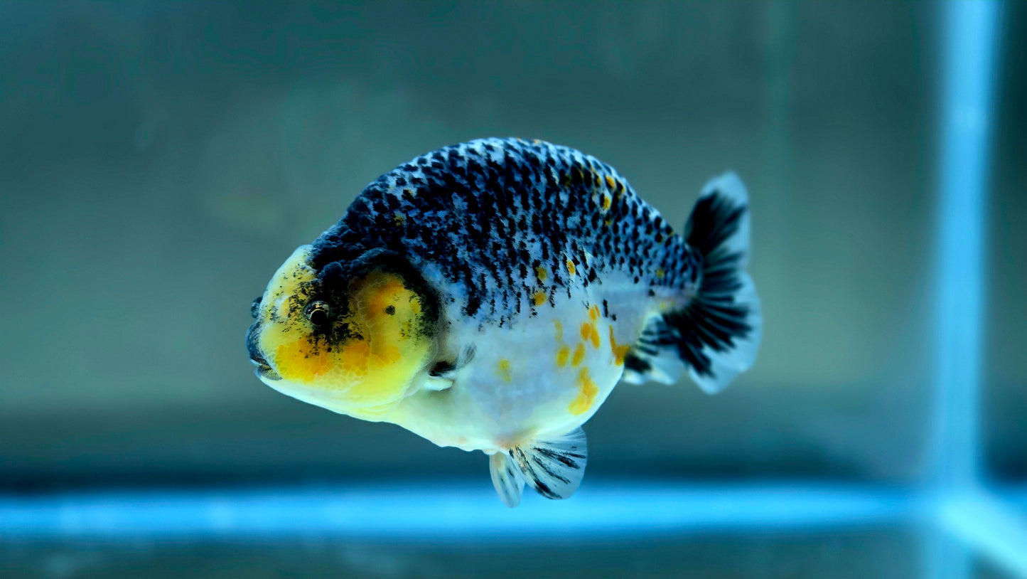 HQ Ranchu July2625 T1
