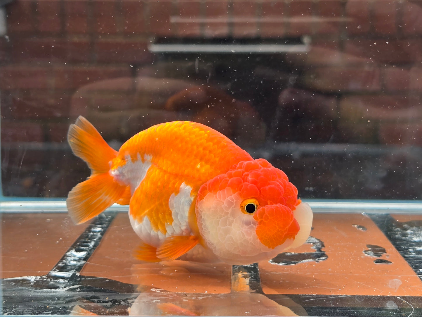 HQ Ranchu June055 T5