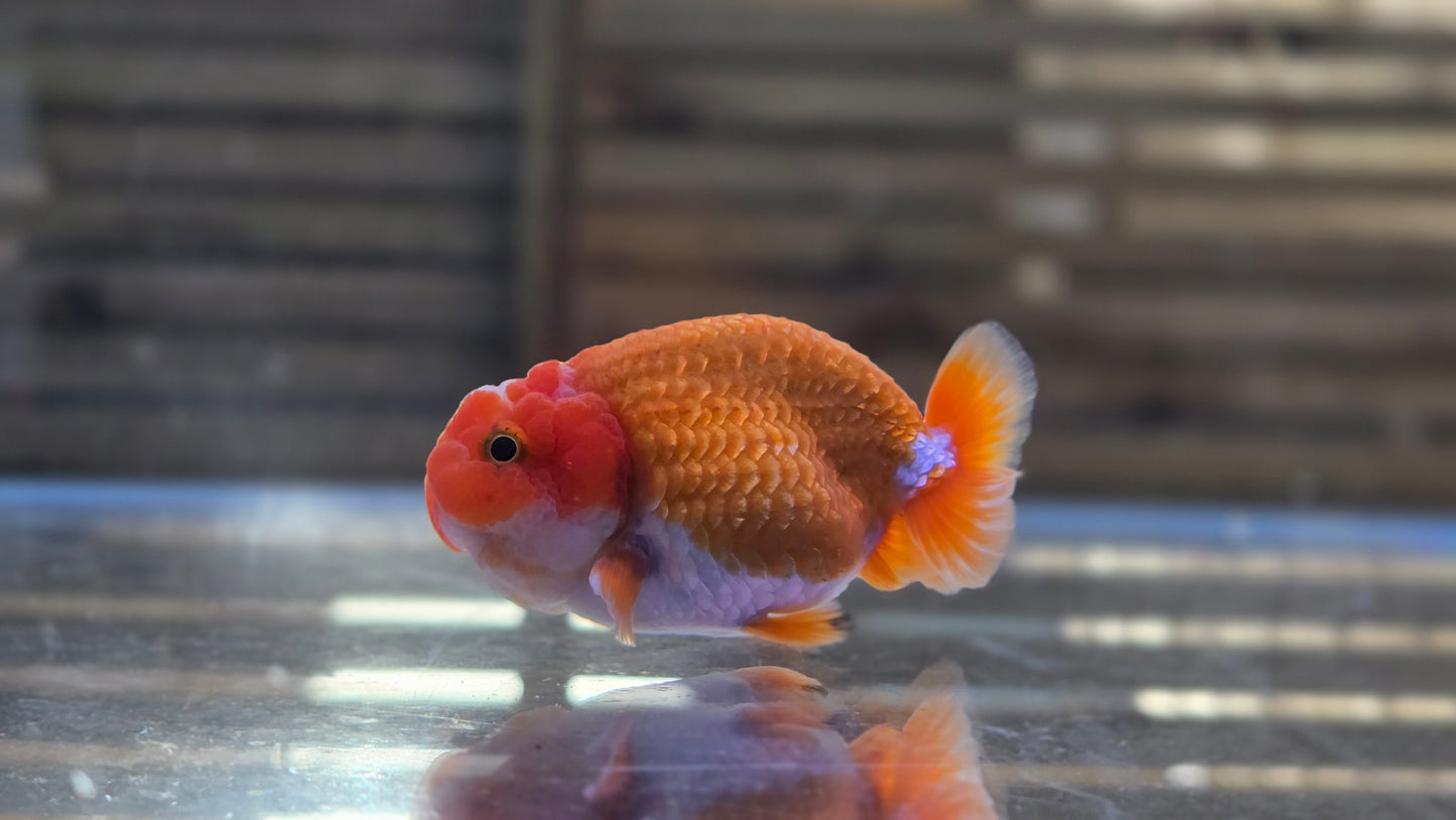 Ranchu J26006
