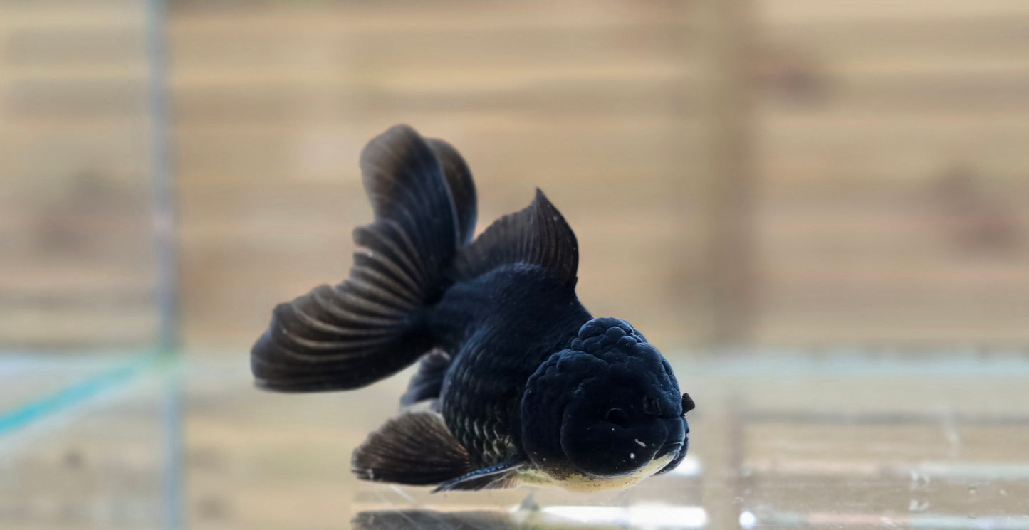 Black Oranda May017