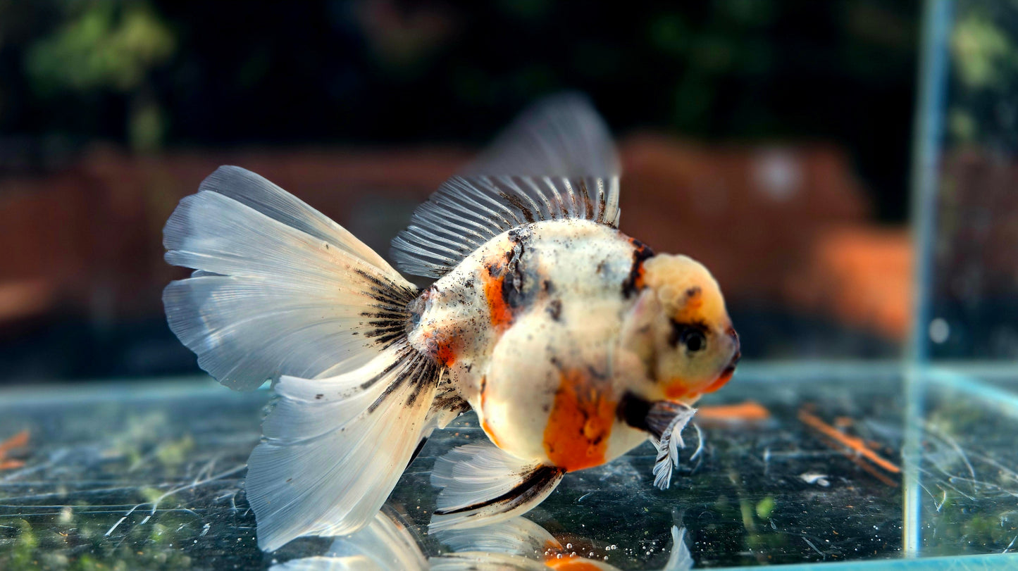 VHQ Jumbo Calico Oranda July2603 P