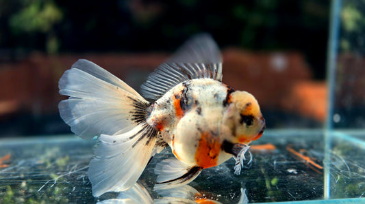 VHQ Jumbo Calico Oranda July2603 P