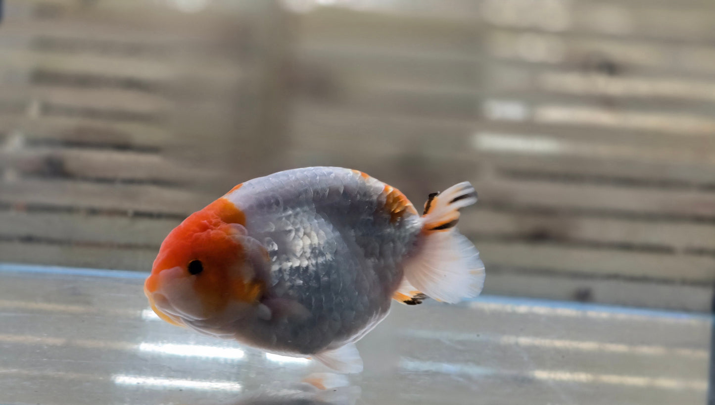 Ranchu J26049