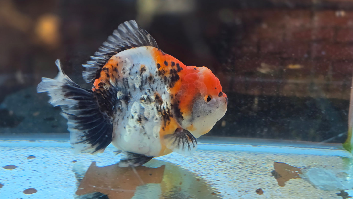 Jumbo Oranda Dec006