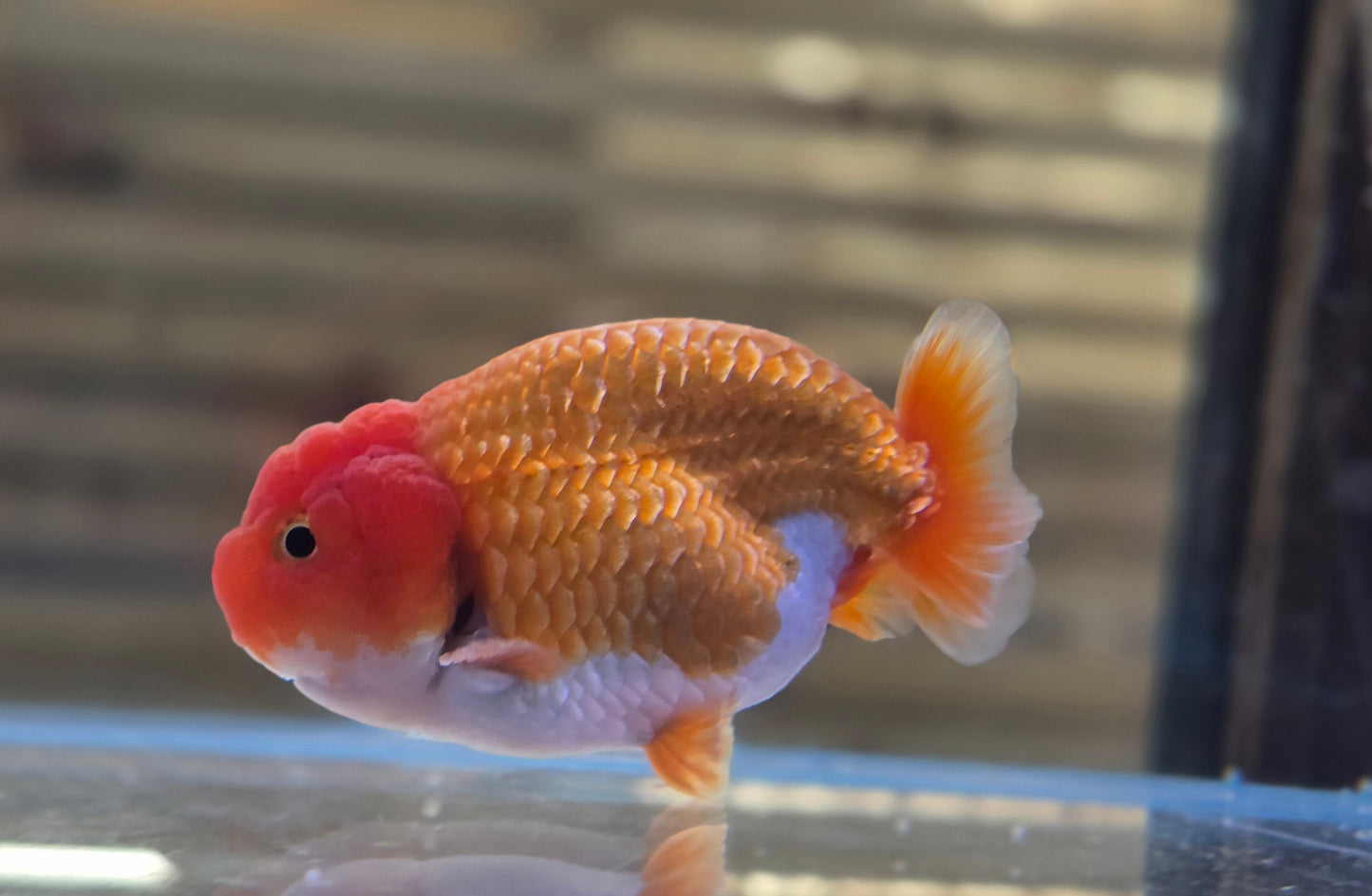 Ranchu J26005