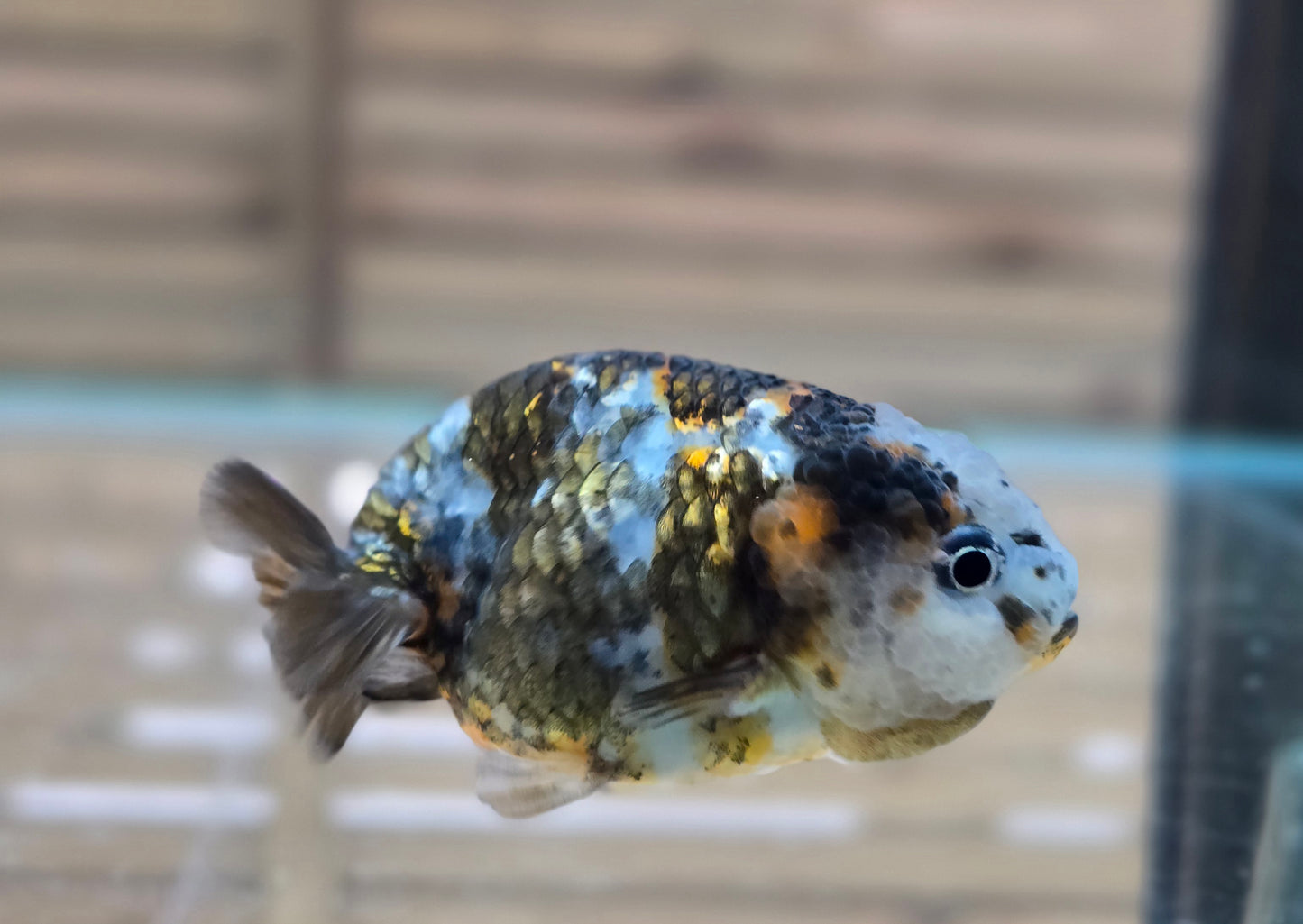 Calico Ranchu May004