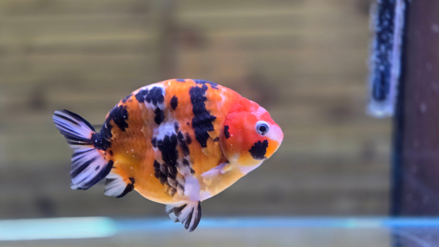 Calico Ranchu J26020