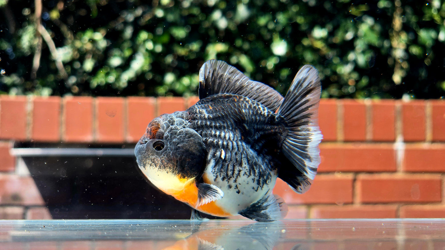 HQ Shogun Oranda July2649 C2