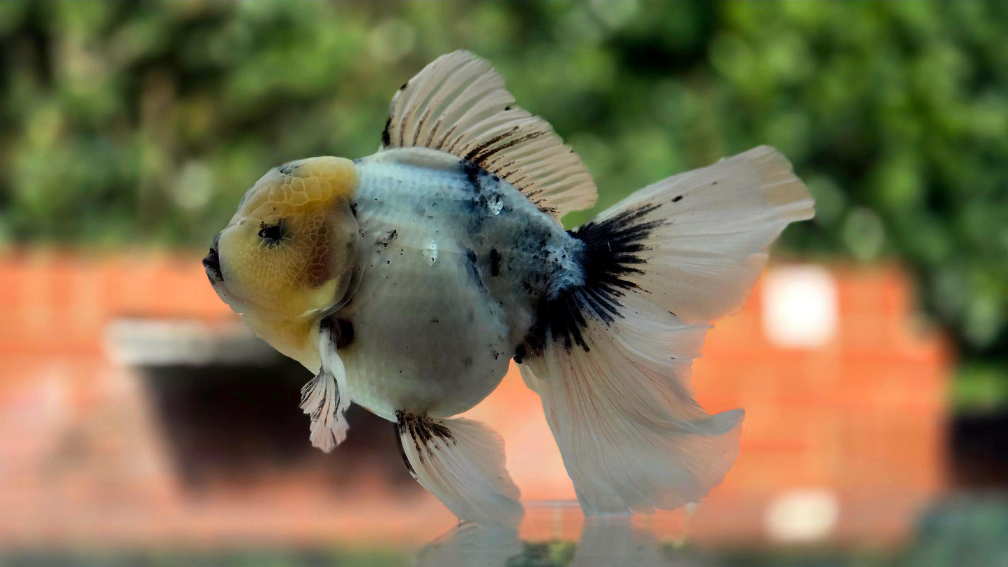 VHQ Jumbo Calico Oranda July2630 P