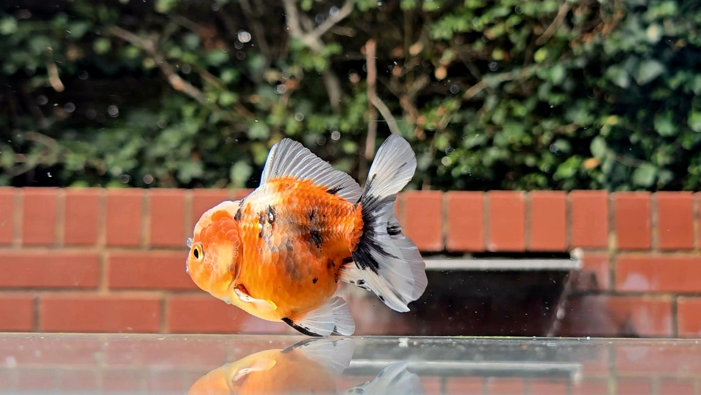 HQ Shogun Oranda July2667 C3