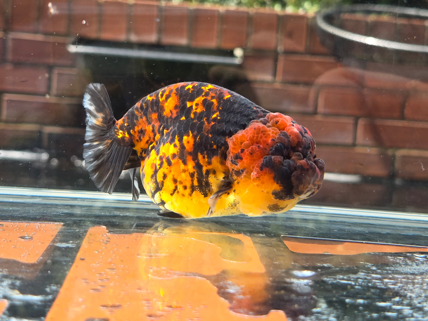 HQ Ranchu June067