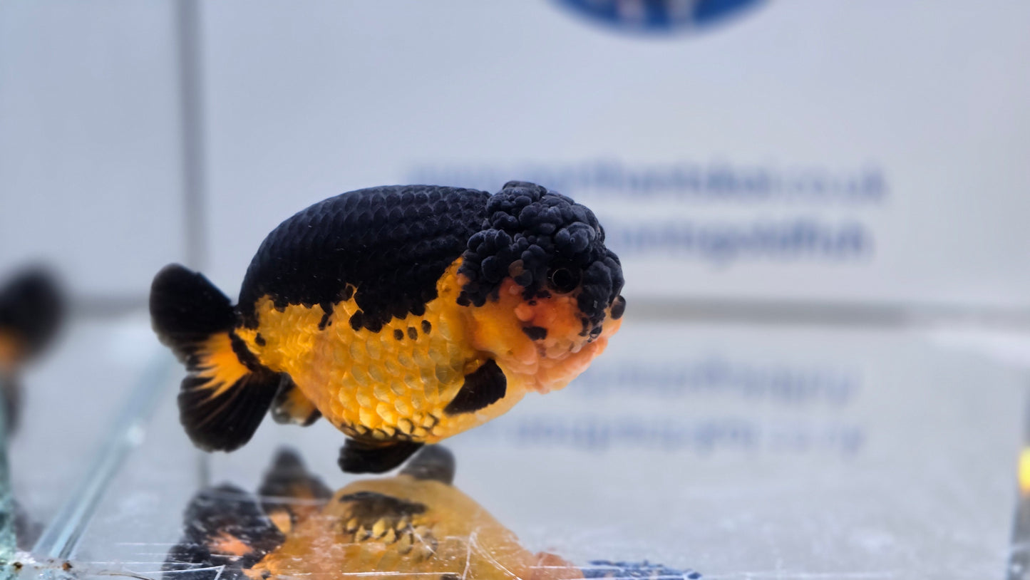 Apache Ranchu J26015